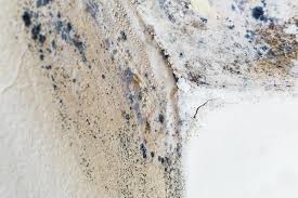  Hampton, GA Mold Removal Services Pros